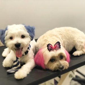 MY BABIES… NOT FOR SALE ❤️😘